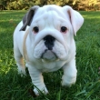 English  Bulldog  Puppies  for  Sale